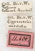 CollectionObject 1576660; NMW 11400, 1472b57d-4e77-4f96-a013-fda45a0e9f1f: labels (syntype). (CollectionObject).