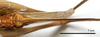 CollectionObject 1532127; 51f6b9af-4d04-4f2a-8928-793405d29ed4: ovipositor, ventral view (holotype). (CollectionObject).
