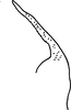 Pygofer appendages on Platymetopius (Platymetopius) infectoriae Abdul-Nour, 1987: lateral view. (Observation).