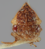 Head on Amastris pseudomaculata Broomfield, 1976 now Amastris maculata Funkhouser, 1922: (Observation).
