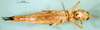 CollectionObject 1500938; 63ac1992-8fc3-4f98-92f7-c765b5a04e1d, DORSA BA000321S01: female, ventral view (holotype). (CollectionObject).