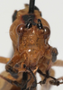 CollectionObject 1527106; 42c339d6-5e17-4234-b089-9f3d5ec68b1a: male, frontal view (holotype). (CollectionObject).