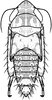 Nymph: !! display not done !! on Maiestas horvathi (Then, 1896): (Observation).