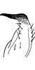 Stylus on Falcitettix (Falcitettix) guttiger (Kusnezov, 1929): Stylus (F. minor). (Observation).