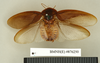 Ergaula capensis (Saussure, 1893): Copyright Natural History Museum, London. Lectotype (adult male) of synonym Dyscologamia wollastoni Kirby, 1909 in BM(NH). Dorsal view. (Otu).