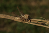 CollectionObject 1585004; 6d3108e9-fffb-433a-98ed-f7b8494772d0: male. (CollectionObject).