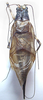 CollectionObject 1529308; eb569dd8-4eea-421b-b99c-6b68b44a048f: male, dorsal view (holotype). (CollectionObject).