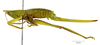 Brachycaulopsis jovelensis Fontana, Mariño-Pérez & Woller, 2013: female, lateral view (paratype). (Otu).