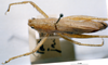 CollectionObject 1532846; NMW 3224892, 4c4818d0-387b-45ea-83a4-cf298433c533: female head and pronotum (syntype). (CollectionObject).