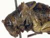 CollectionObject 1583462; b6af8ea9-2df1-4170-b12f-151e843fdb91: male, head and pronotum, lateral view (paratype). (CollectionObject).