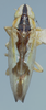Habitus, dorsal view: Male holotype [OSU]: habitus, dorsal view. (Observation).
