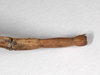 CollectionObject 1561970; e4248869-c52a-4275-bc3b-f6a9d6781618: copyright ZMHB, Berlin. female: end of abdomen, dorsal view (holotype). (CollectionObject).