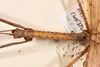 CollectionObject 1558982; a2667a89-712a-4ba6-8f36-842bc936eedf: copyright OUMNH. male: head and thorax, lateral view (syntype), copyright OUMNH. (CollectionObject).
