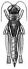 Zoumolampis bradleyi (Rehn, 1929): Pl. 2, Fig. 1 (after type). female, dorsal view (body length 23.5 mm, pronotum 4.6 mm, tegmina 5.6 mm, hind femora 12.7 mm). (Otu).