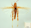 CollectionObject 1530825; 6e715dd5-a6ac-4f7a-91b4-fa714d9bddda: female, dorsal view (syntype). (CollectionObject).