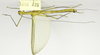 CollectionObject 1590067; c19d26b2-76c8-4f3e-906b-094582e88dc8: copyright MZSP, Sao Paulo. male, ventral view (paratype). (CollectionObject).;CollectionObject 1590068; fb027d10-14e8-4d5b-93ed-455380b354d2: copyright MZSP, Sao Paulo. male, ventral view (paratype). (CollectionObject).
