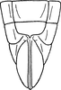 Ovipositor: Ovipositor. (Observation).