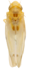 Habitus, dorsal view: !! display not done !! on Erythroneura octonotata Walsh, 1862: Habitus (neotype, INHS collection). (Observation).