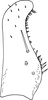 Subgenital plate, ventral view on Anufrievia adaucta Cao & Zhang, 2018: Subgenital plate. (Observation).