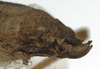 CollectionObject 1529782; e6e9efe8-86bf-4b39-b878-b7bec5229d88: female ovipositor (holotype). (CollectionObject).
