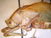 CollectionObject 1568259; e9e073e5-51b5-4ce5-8ad4-e1c01cf1af14: male, head and pronotum, lateral view (holotype of Angustithorax spiniger). (CollectionObject).
