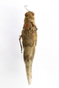 CollectionObject 1593061; d5abc55f-0867-4865-a3db-2cc601a64c8f: female, dorsal view (paratype). (CollectionObject).