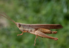 Eutryxalis filata (Walker, 1870): male. (Otu).