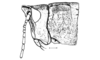 Crites prestoni Rehn, 1942: Fig. 161. female head and pronotum, lateral view. (Otu).