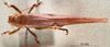 CollectionObject 1537875; 2aef6906-ddd1-4156-9bad-d1be435678c2: female, dorsal view. (CollectionObject).