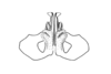 Eurotettix femoratus Bruner, 1906: Fig. 8C. distal portion of aedeagus, ventral view. (Otu).
