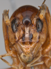CollectionObject 2062465; ec68273a-0d45-4f85-91be-57200849f89a: Female, frons. (CollectionObject).