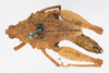 CollectionObject 1572733; e7665771-097f-4e2b-96ca-8e49df0195d5: female, dorsal view (paratype). (CollectionObject).