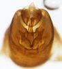 Pygofer, ventral view: !! display not done !! on Sogatella furcifera (Horváth, 1899): (Observation).