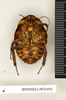 Apotrogia angolensis Kirby, 1900: Copyright Natural History Museum, London. Paralectotype (female nymph) in BM(NH). Ventral view. (Otu).