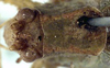 CollectionObject 1532295; NMW 7820, 38b184c1-f568-44f4-9c00-fc04a9146c16: female head and pronotum, dorsal view (holotype). (CollectionObject).
