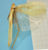 CollectionObject 1542763; e5ff68a4-ab34-48e6-9a17-23e2d46ff99e: male, body dorsal view (holotype). (CollectionObject).