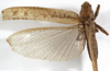 CollectionObject 1529608; f7381f3d-cf40-40bb-8dcd-a0a90d37be5a: female, dorsal view (holotype). (CollectionObject).