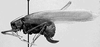 CollectionObject 1522507; 056ebed8-63d7-4a26-9a6e-9dd04b95668d: female, lateral view (holotype). (CollectionObject).