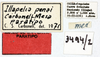 CollectionObject 1514405; e3c285e6-a173-4917-9c54-fcf53416426b, MLP3494/2: labels (paratype). (CollectionObject).
