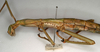 CollectionObject 1559888; NMW 759, ec20bf9d-7c71-45c9-ac1c-a680f44e7634: copyright NMW, Vienna. female: head and thorax, lateral view of synonym Monandroptera scolopendra (lectotype). (CollectionObject).