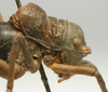CollectionObject 1520687; 85b53a5e-5735-46bc-ae53-f0986ec977d9: male head and pronotum, lateral view (paratype). (CollectionObject).