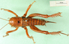 CollectionObject 1595444; d7e83f38-79e9-4254-a5c8-adec6dca8425: female, dorsal view. (CollectionObject).