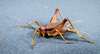 CollectionObject 1579388; f4c1052e-8220-4795-8608-3ea0526a3ced: adult male (Parque Nacional do Iguaçu (Iguaçu National Park), Brazil). (CollectionObject).