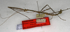 CollectionObject 1559376; NMW 613, a0541798-75a5-4a44-a825-bcab857d6733: copyright NMW, Vienna. male, lateral view (holotype). (CollectionObject).