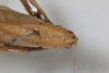 CollectionObject 1505872; d9d71b26-e0a5-4cb7-9801-0a25d4c02232: female, dorsal view (holotype). (CollectionObject).