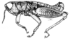 Maeacris aptera Ronderos, 1983: Fig. 1 (after holotype). male habitus. (Otu).