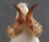 CollectionObject 1505833; 9ec19a7f-f1ce-403a-8155-30af49875018: male titillators (holotype). (CollectionObject).