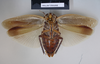 Rhabdoblatta ridleyi (Kirby, 1903): Copyright NHM, London. Holotype female of Heterolampra ridleyi, ventral view. (Otu).