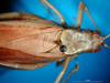 CollectionObject 1500525; 2857b578-812c-4e9e-9e38-8dc434cc5240, DORSA BTdapgenS01: male head and pronotum, dorsal view (syntype). (CollectionObject).