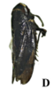 Habitus, dorsal view on Exitianus picatus (Gibson, 1919): (Observation).